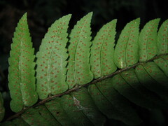 Dryopteris cyclopeltidiformis