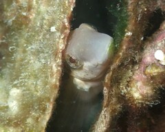 Petroscirtes breviceps