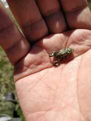 Eleutherodactylus nitidus