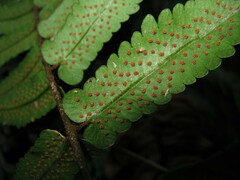 Dryopteris cyclopeltidiformis