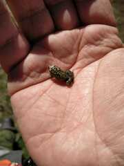 Eleutherodactylus nitidus