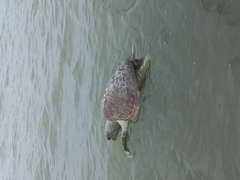 Lepidochelys olivacea