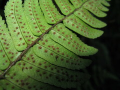 Dryopteris cyclopeltidiformis