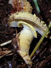 Amanita franchetii