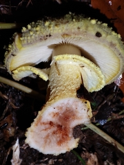 Amanita franchetii