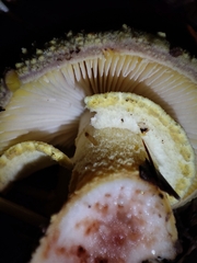 Amanita franchetii