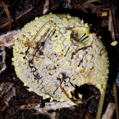 Amanita franchetii