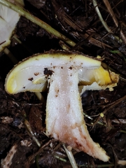 Amanita franchetii