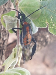 Petascelis remipes