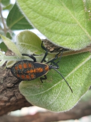 Petascelis remipes