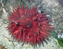 Urticina felina