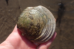 Semele decisa