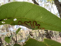 Phyllocnistis magnoliella