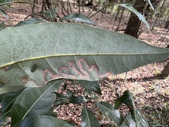 Phyllocnistis magnoliella