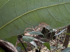 Phyllocnistis magnoliella
