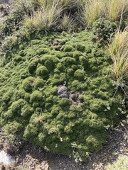 Azorella monantha