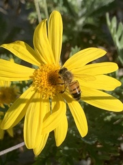 Apis mellifera