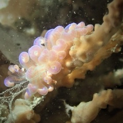 Phyllodesmium poindimiei