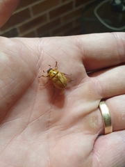 Cyclocephala signaticollis