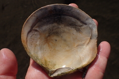 Semele decisa