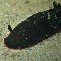 Dendrodoris arborescens
