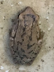 Boana pulchella