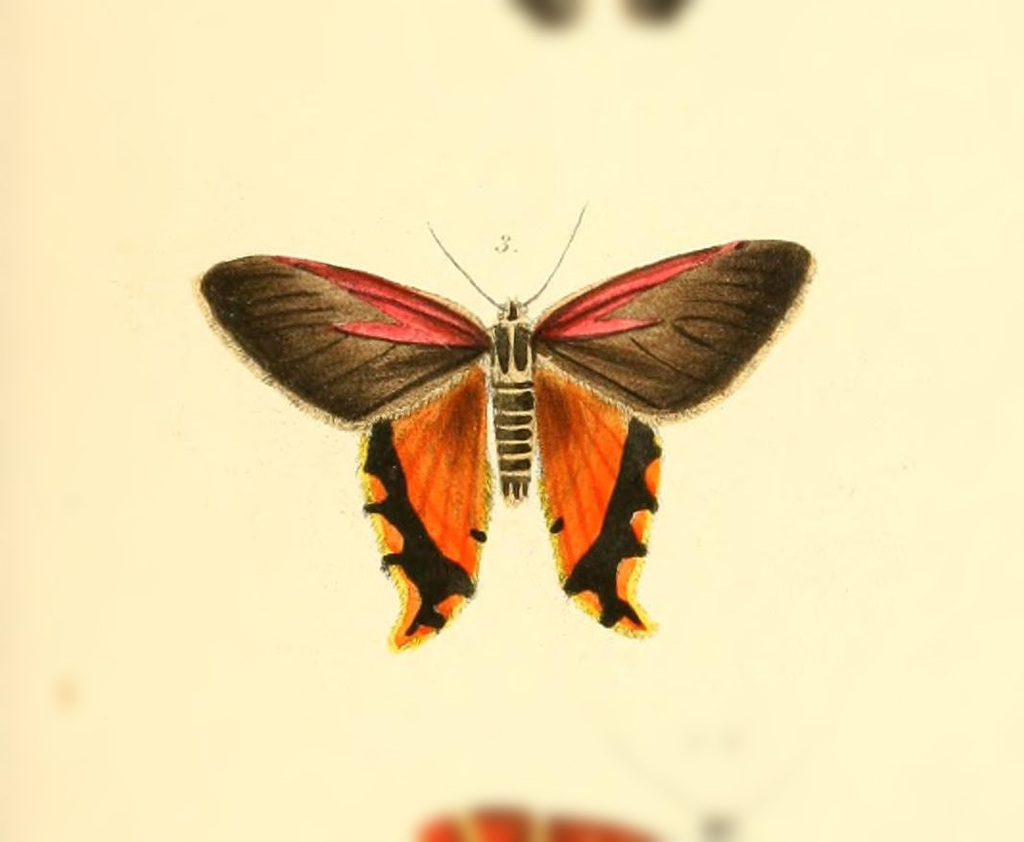 Erateina ianthe