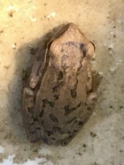 Boana pulchella