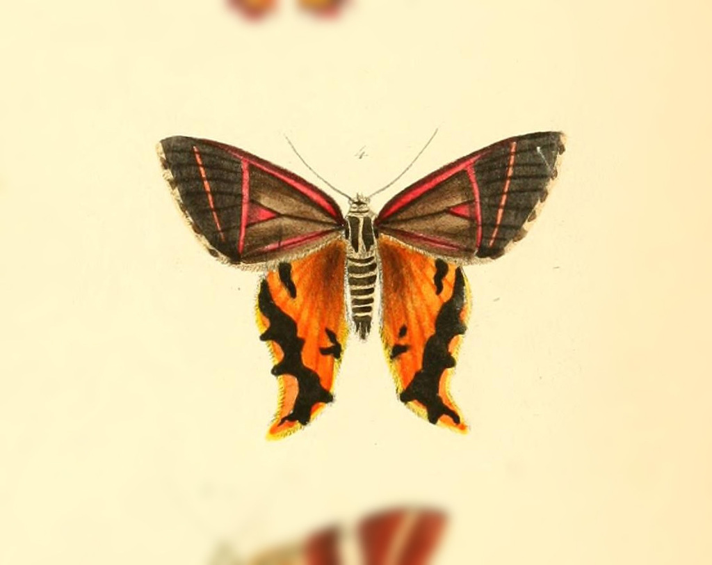 Erateina iphis