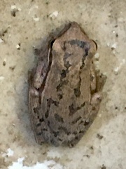 Boana pulchella