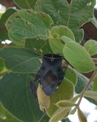 Petascelis remipes