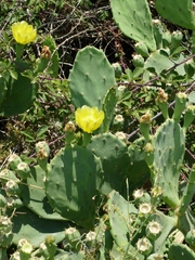 Opuntia stricta