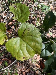 Phyllocnistis vitifoliella