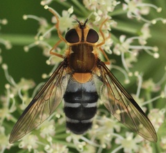 Leucozona glaucia