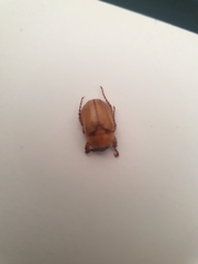 Cyclocephala signaticollis