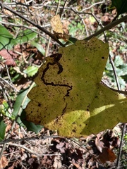 Phyllocnistis vitifoliella