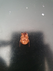 Cyclocephala signaticollis