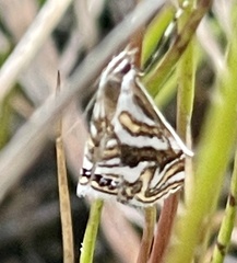 Anydraula glycerialis