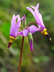 Primula pauciflora cusickii