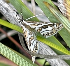 Anydraula glycerialis