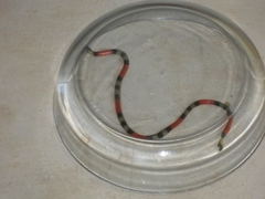Micrurus spixii