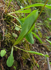 Primula pauciflora cusickii