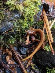 Plethodon vandykei