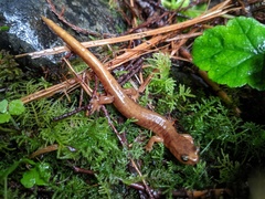 Plethodon vandykei