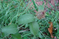 Centaurea pectinata