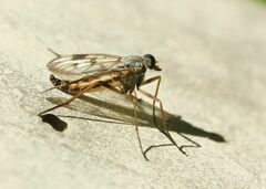 Rhagio