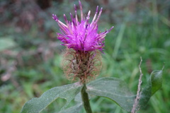 Centaurea pectinata