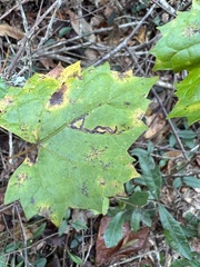 Phyllocnistis vitifoliella