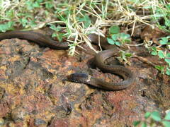 Natriciteres variegata