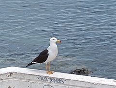 Larus belcheri